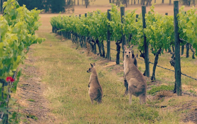 Kangaroo-wine
