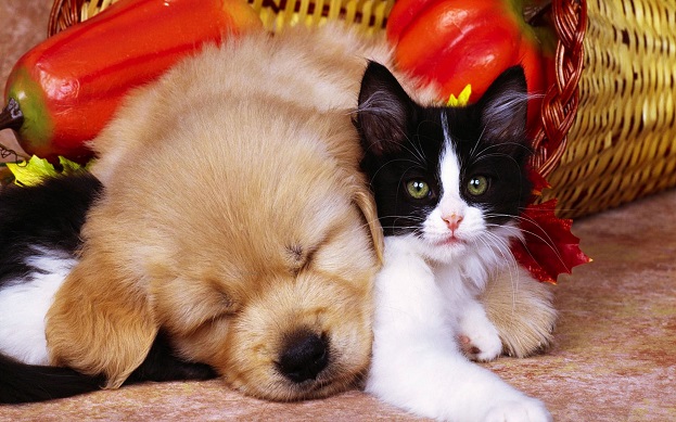 Puppy and Kitty