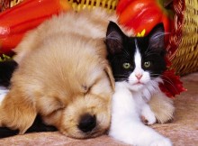 Puppy and Kitty