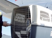 International Pet Transport