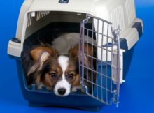 travel kennel