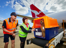 transporting dogs internationally
