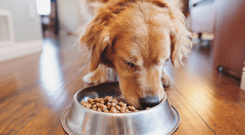 Best-Dog-Foods-with-Taurine