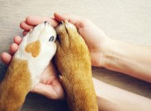 Dog paws with a spot in the form of heart and human hand close up, top view. Conceptual image of friendship, trust, love, the help between the person and a dog