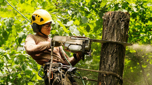 How to Choose the Right Tree Chipping Service: A Homeowner’s Guide ...