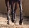 hoof-health