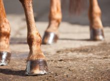 horse-foot-care