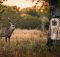 trail-camera-and-deer
