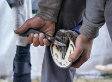 hoof-knife