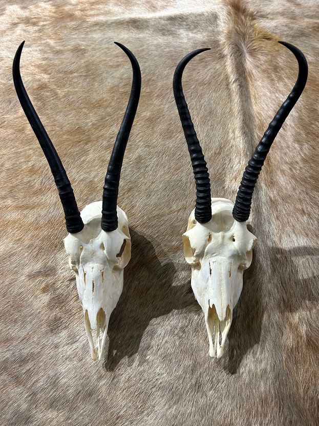 Animal skull